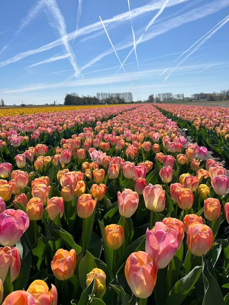Secret Garden Blossom Array